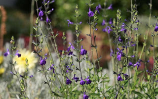 A selection of salvias