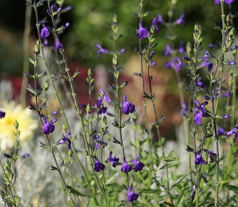A selection of salvias