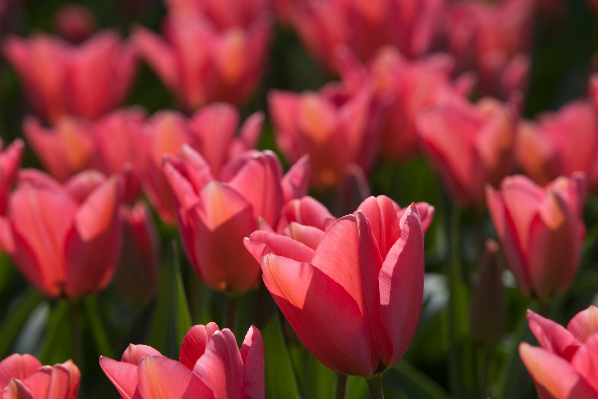 Time for tulips learning with experts