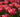 Time for #Tulips!