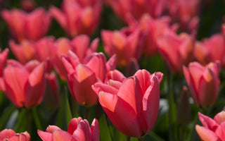 Time for #Tulips!