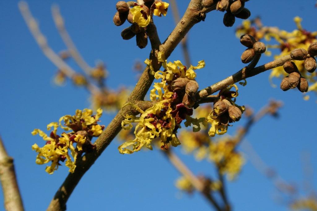 Winter scentsations; wonderful shrubs for winter fragrance