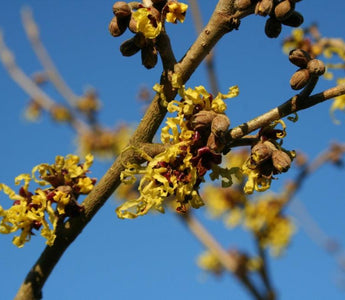 Winter scentsations; wonderful shrubs for winter fragrance