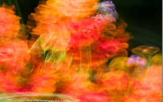 One Photo: 5 Exposures