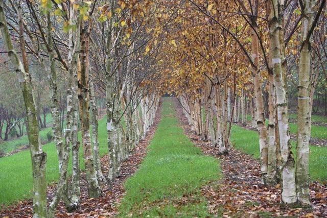 Tree Trends &ndash; Trees for landscape designers