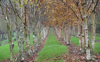 Tree Trends &ndash; Trees for landscape designers