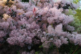 Smoke Trees &ndash; cotinus for summer and fall