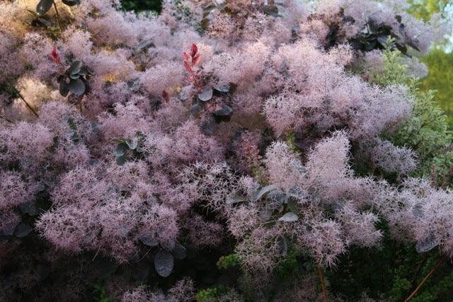 Smoke Trees &ndash; cotinus for summer and fall
