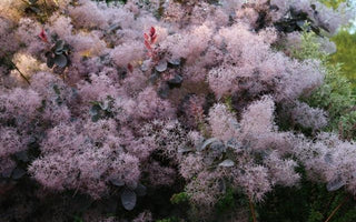 Smoke Trees &ndash; cotinus for summer and fall