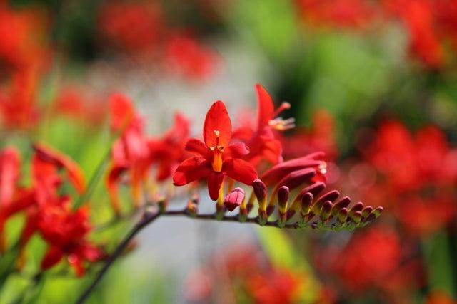 Crocosmias