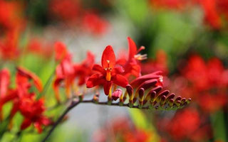 Crocosmias
