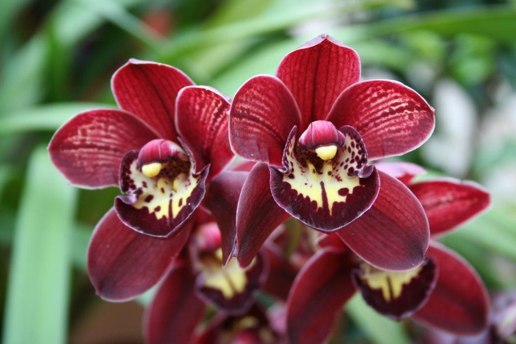 How to Get an Orchid to Rebloom Learning with Experts