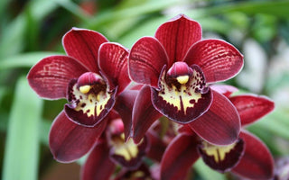 How to Get an Orchid to Rebloom