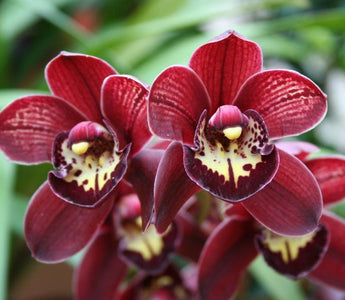 How to Get an Orchid to Rebloom