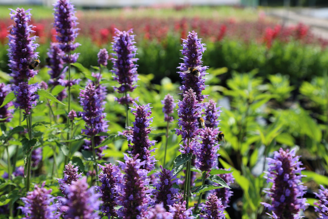 10 of the best garden flowers for bees