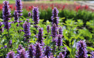 10 of the best garden flowers for bees