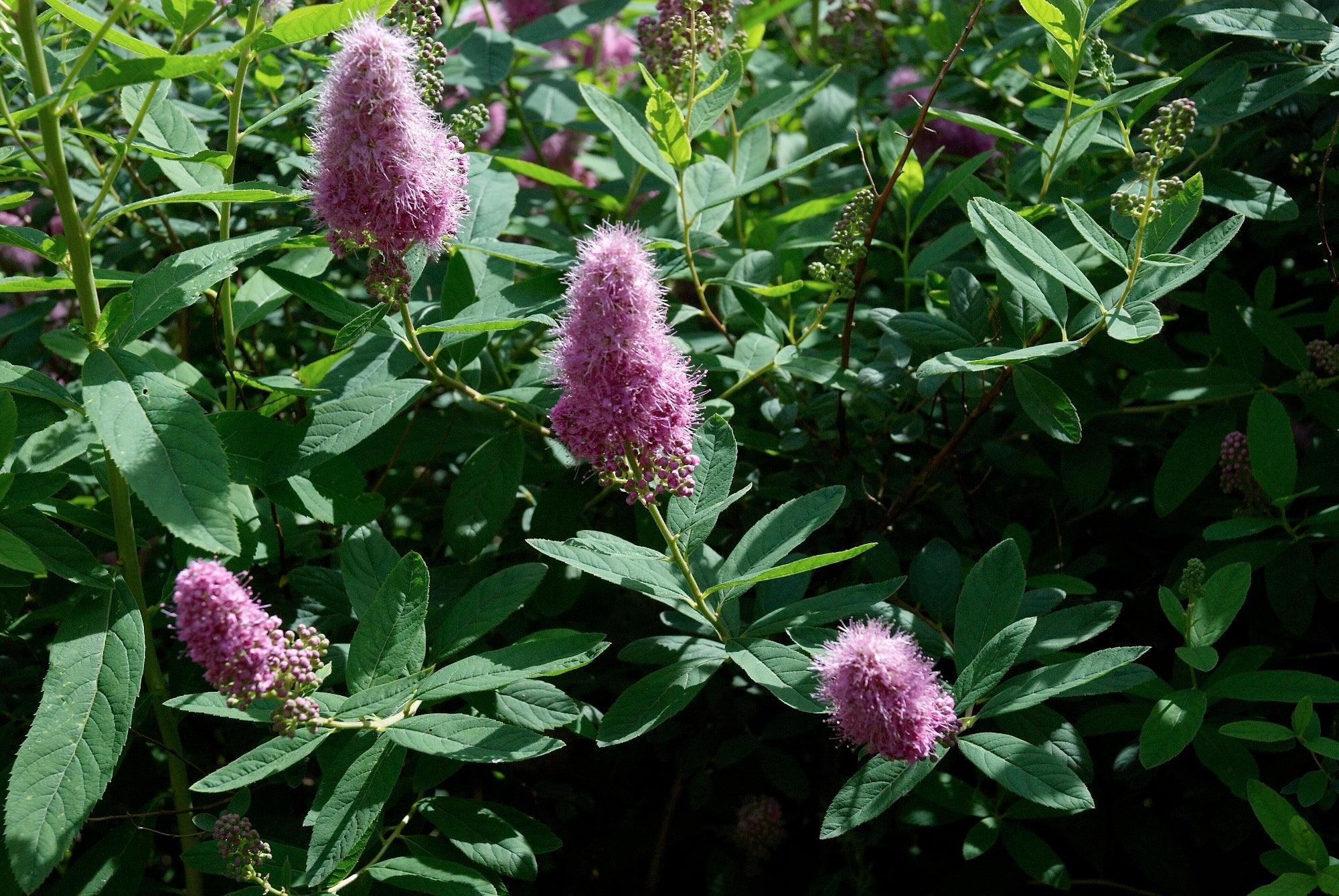 Ten Indestructible shrubs