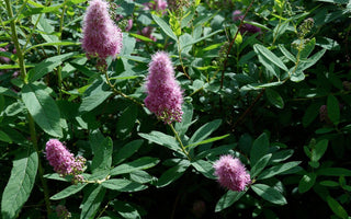 Ten Indestructible shrubs