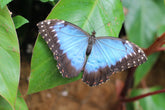 The Royal Horticultural Society Butterfly Dome