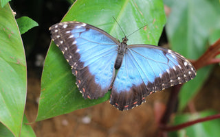The Royal Horticultural Society Butterfly Dome