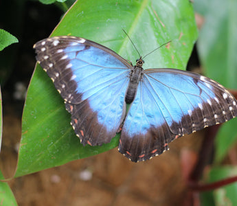 The Royal Horticultural Society Butterfly Dome