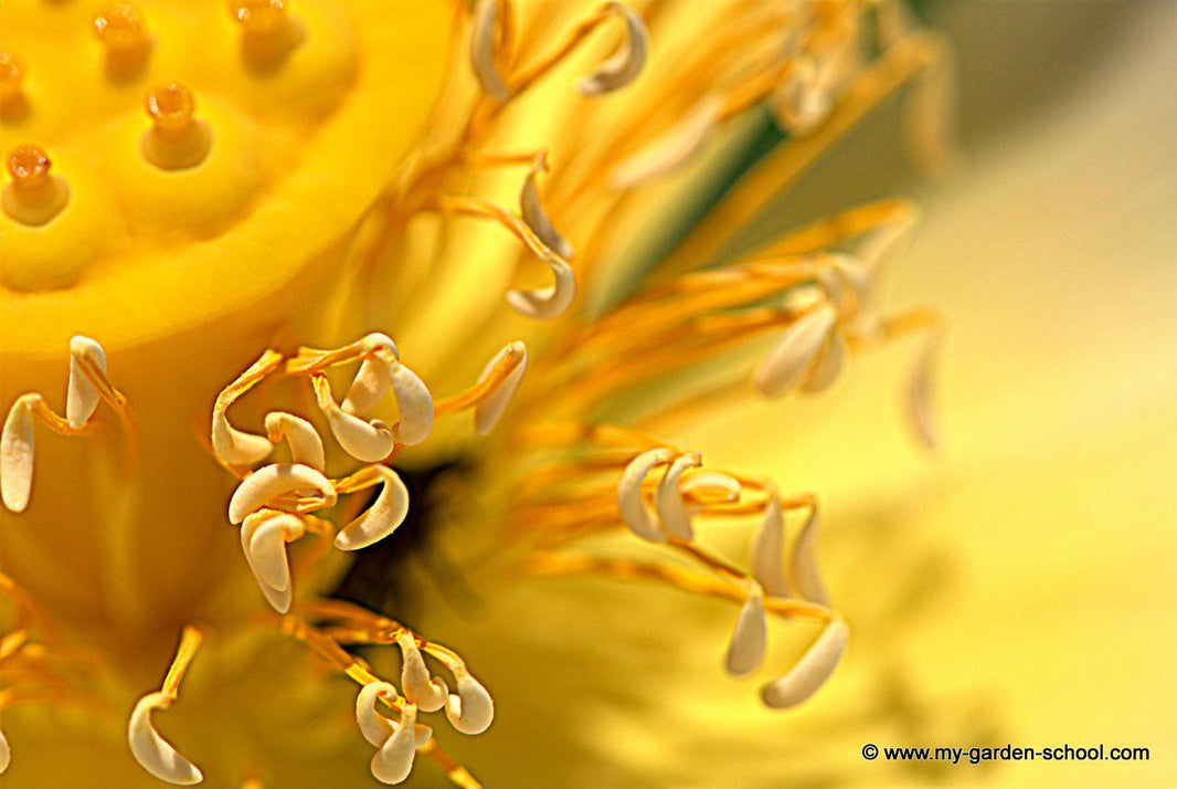 MyGardenSchool Launches Global Garden Photography Competition