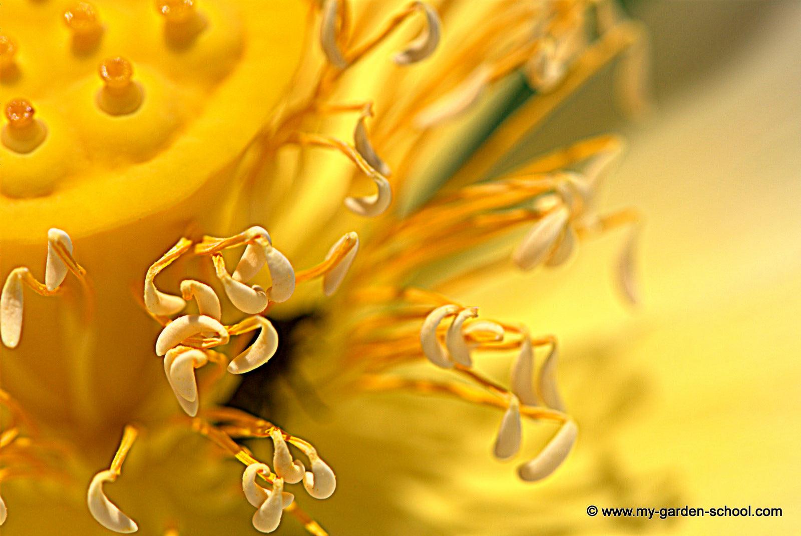 MyGardenSchool Launches Global Garden Photography Competition