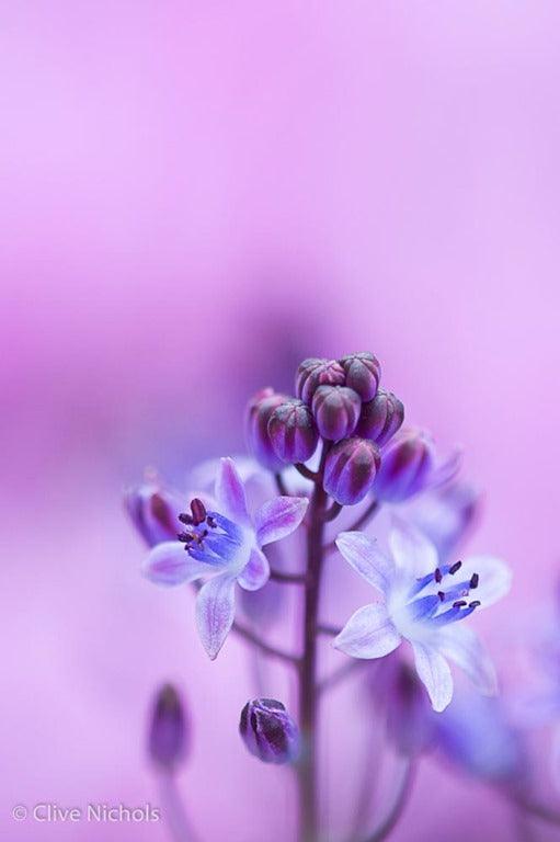 Great Garden Photographs By Learning From Other Genres