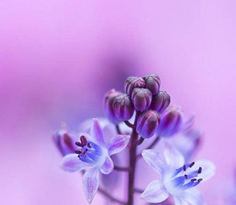 Great Garden Photographs By Learning From Other Genres