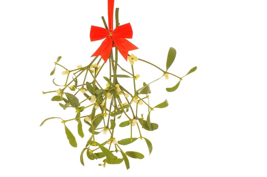 Mistletoe Magic: growing mistletoe, kissing under the mistletoe, decorating with mistletoe.