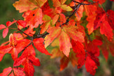 Acers: The Most Beautiful Trees for Autumn Colour