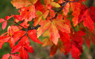 Acers: The Most Beautiful Trees for Autumn Colour