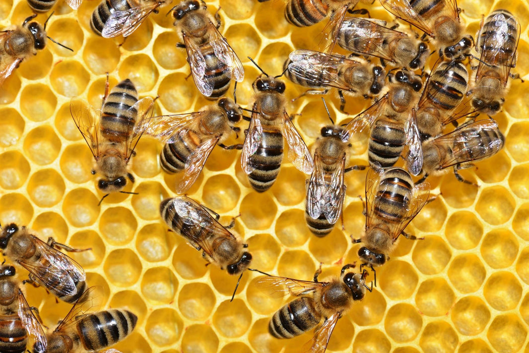 Get Your Bee Saver Kit