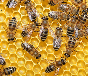 Get Your Bee Saver Kit