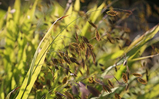 The First Fruits of Fall