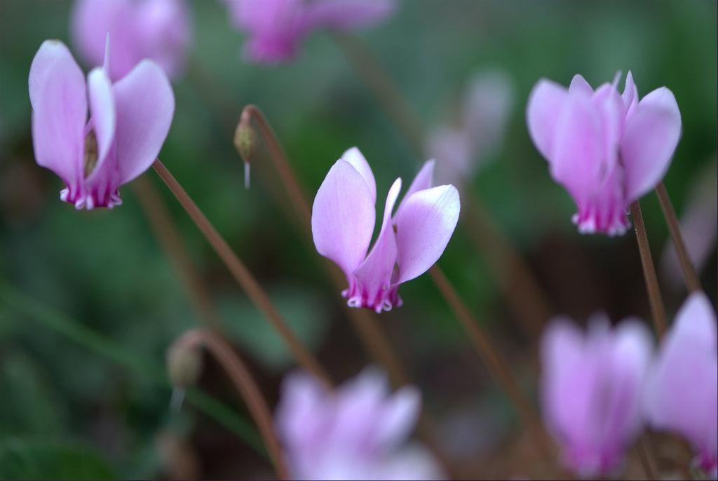 How to grow hardy cyclamen: fall colour and spring flowers