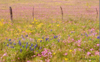 A Tapestry of Flowers