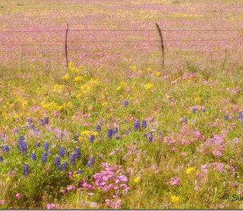 A Tapestry of Flowers