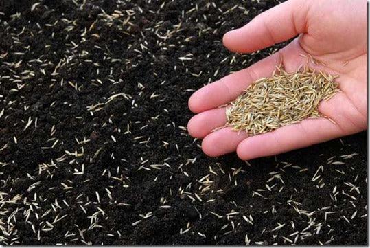 Lawns: How to Sow a New Lawn