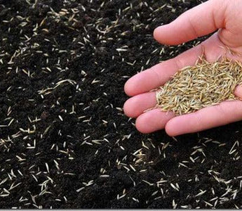 Lawns: How to Sow a New Lawn