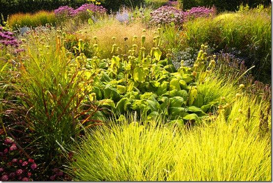 Grasses Move Into The Spotlight.