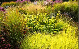 Grasses Move Into The Spotlight.