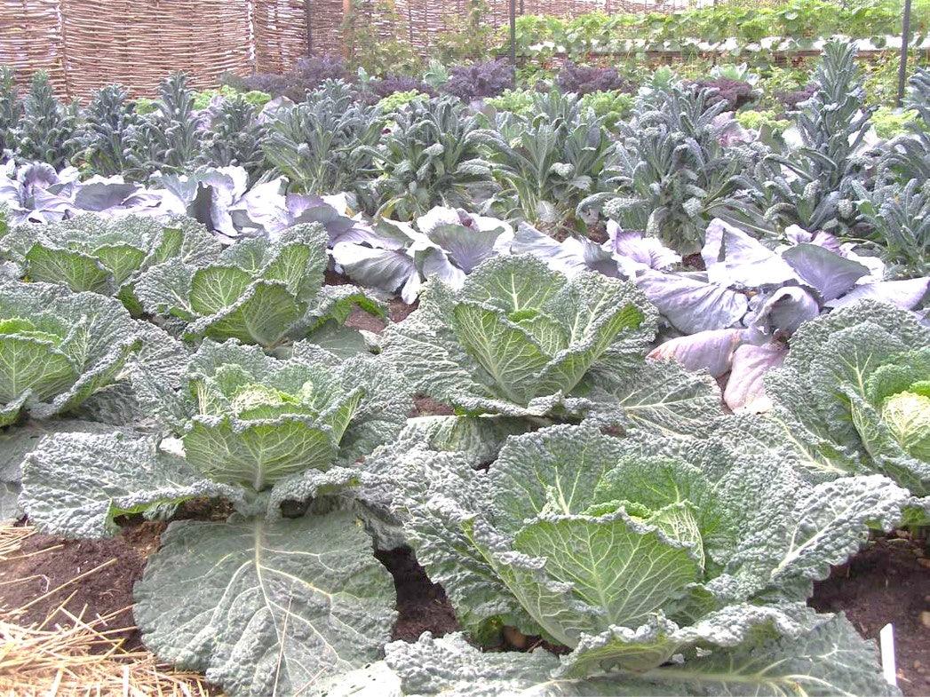 How to feed your plants a healthy diet