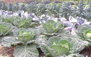 How to feed your plants a healthy diet