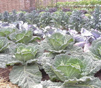 How to feed your plants a healthy diet