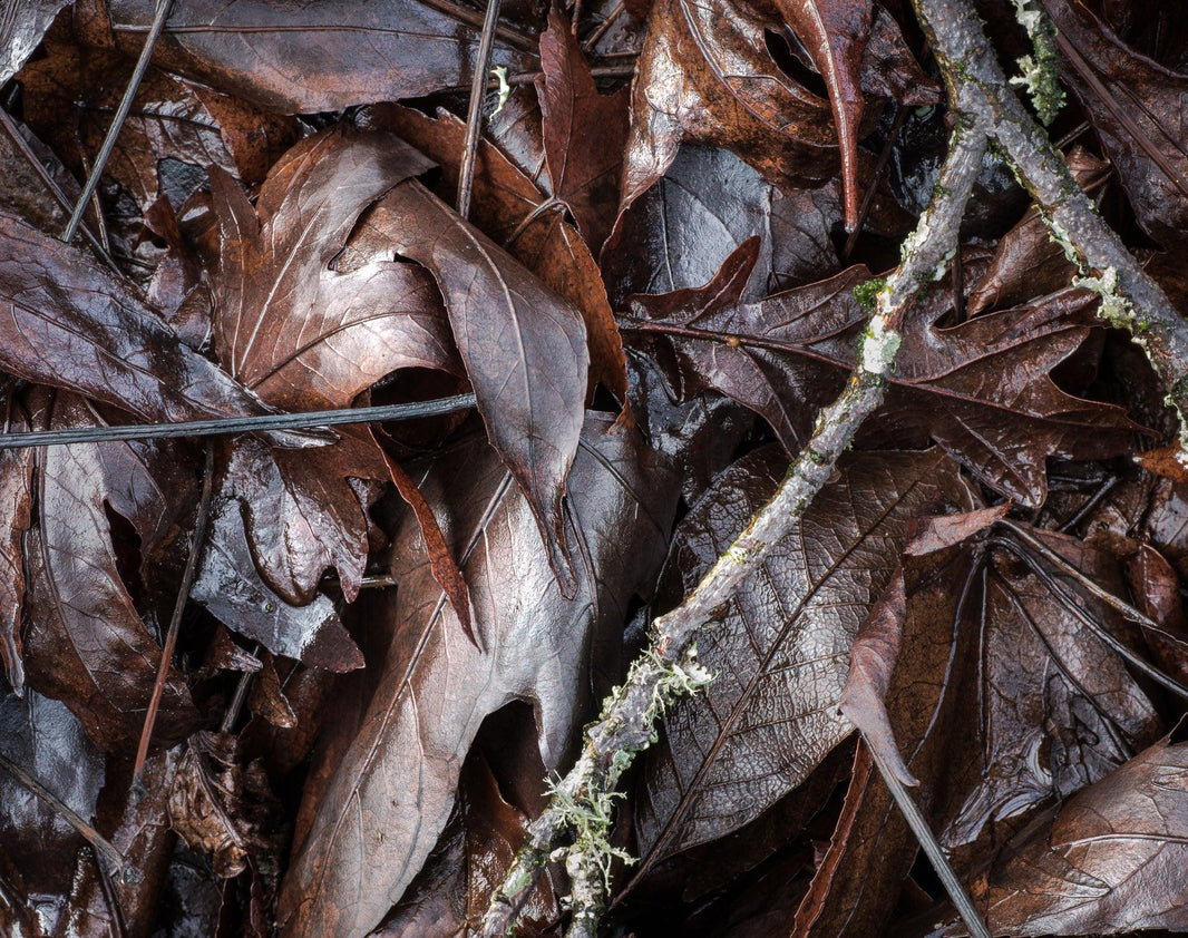 How to Photograph Plants in Winter