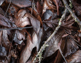 How to Photograph Plants in Winter