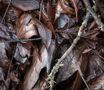 How to Photograph Plants in Winter