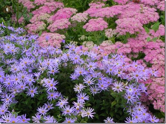 Stretching summer; summer flowering perennials and shrubs