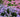 Stretching summer; summer flowering perennials and shrubs